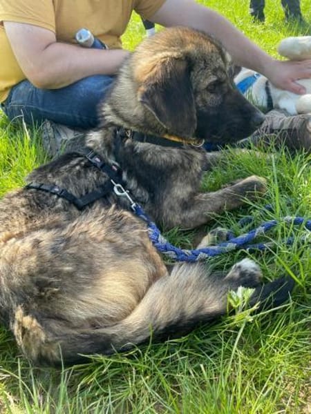 freundlicher, aufgeschl. Loki sucht Fam.