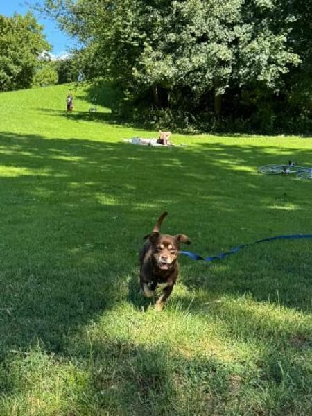 Padi erobert die Herzen 🐾
