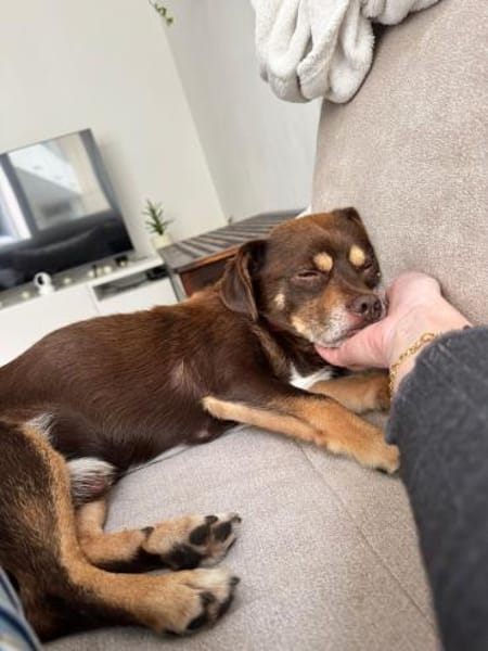 Padi erobert die Herzen 🐾