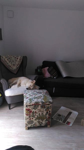 HERMES verschmust + menschenbezogen♥