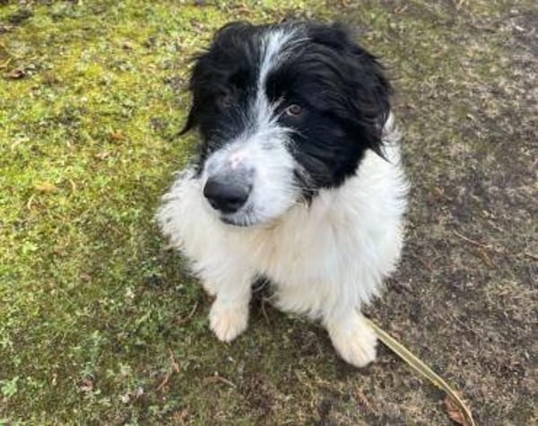 Rowdy - Zuhause zum Schmusen gesucht