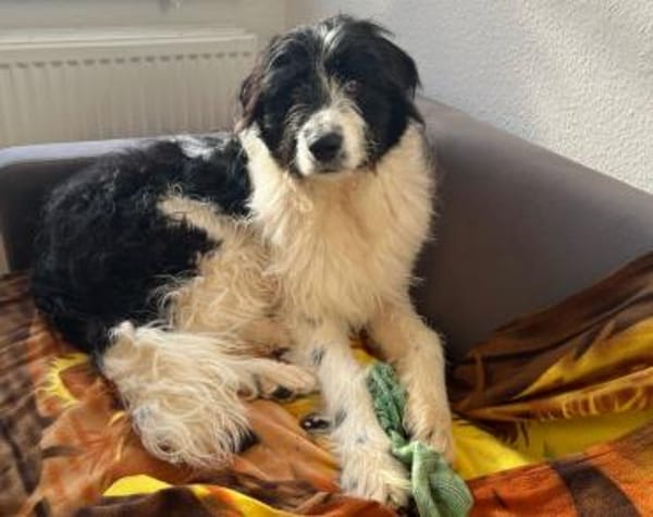 Rowdy - Zuhause zum Schmusen gesucht
