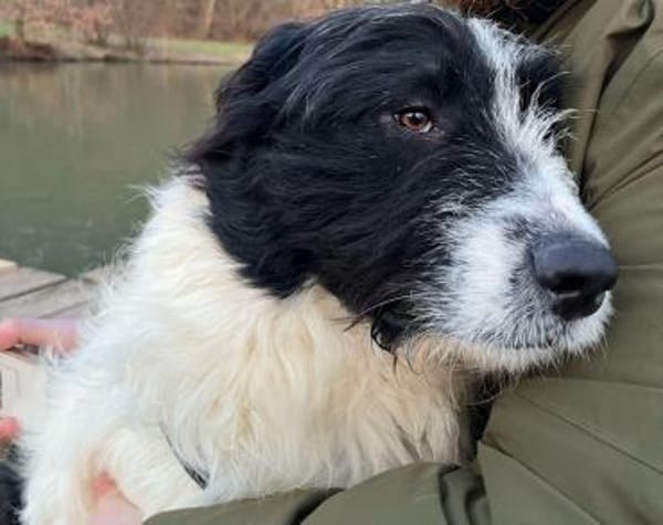 Rowdy - Zuhause zum Schmusen gesucht