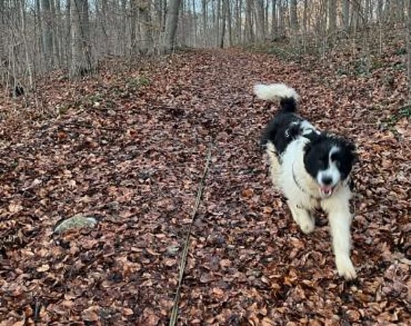 Rowdy - Zuhause zum Schmusen gesucht