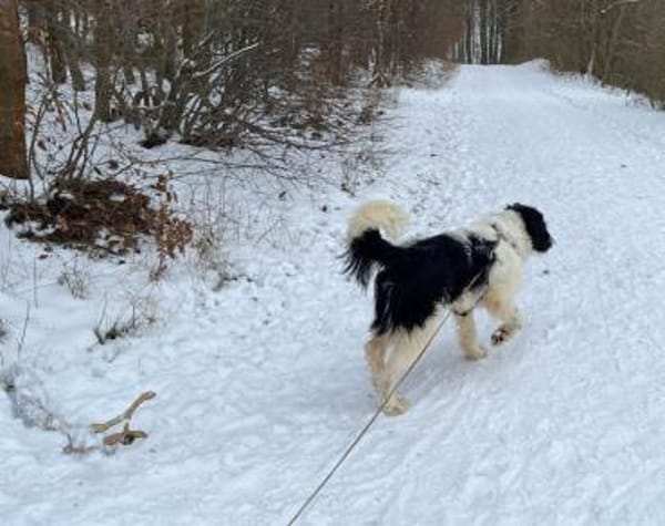 Rowdy - Zuhause zum Schmusen gesucht