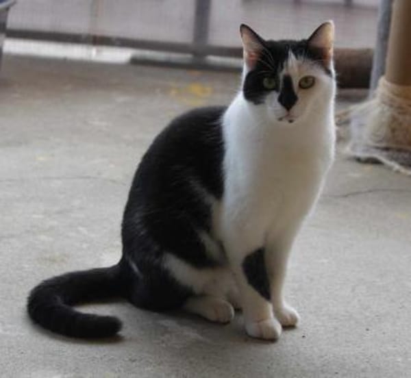 Lieber Tommy (Felv pos.)