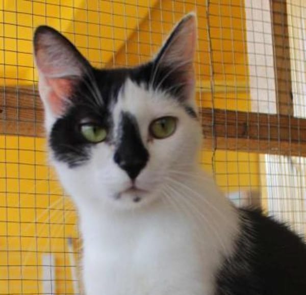 Lieber Tommy (Felv pos.)