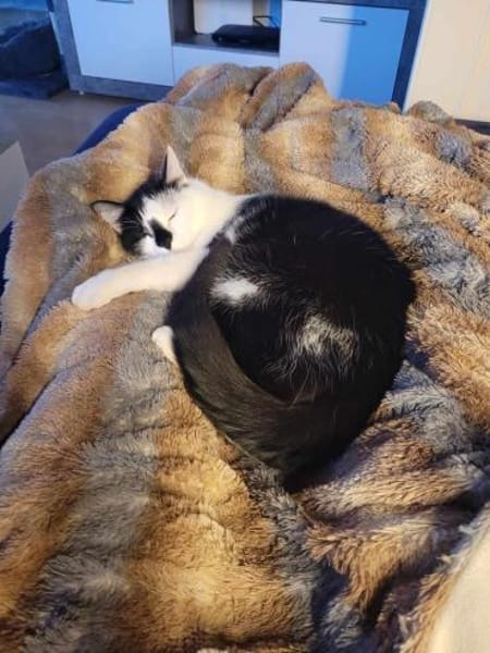 Lieber Tommy (Felv pos.)