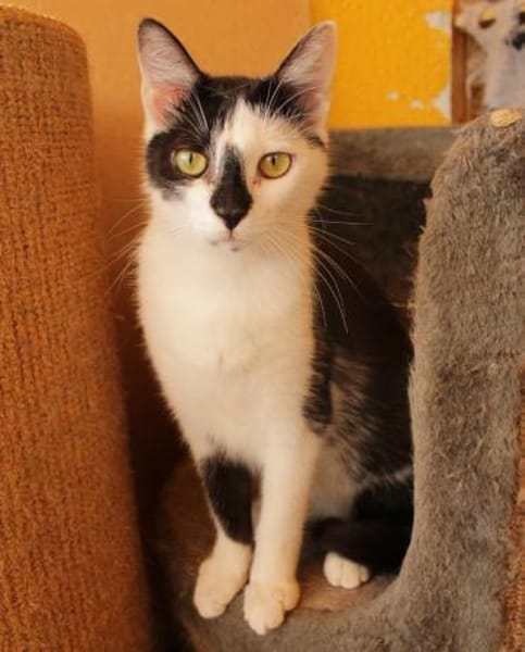 Lieber Tommy (Felv pos.)