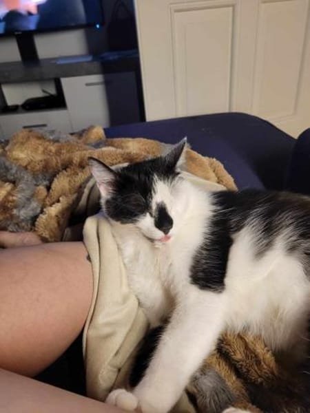 Lieber Tommy (Felv pos.)