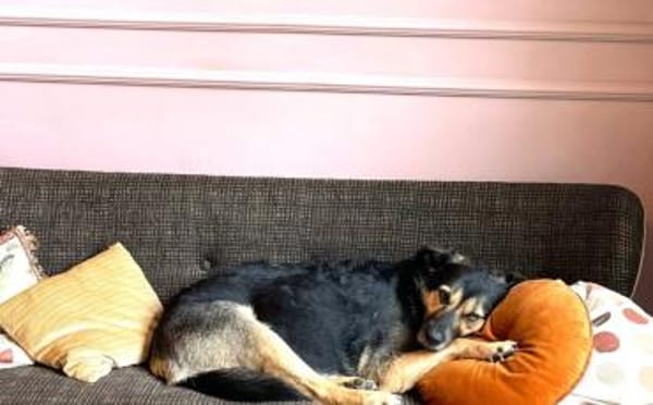 Ava sucht ein tolles Zuhause
