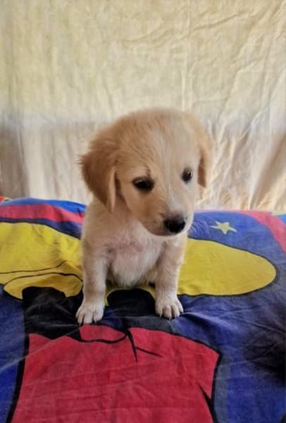 Betty sucht ein Körbchen
