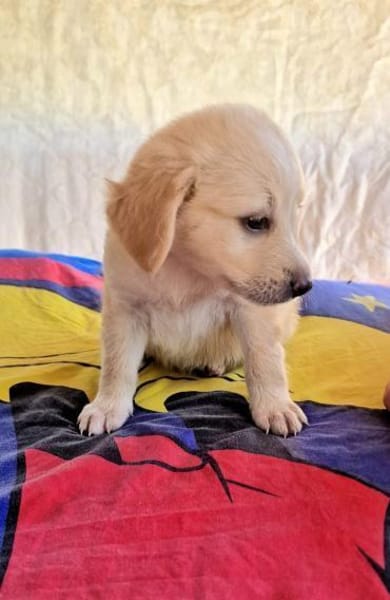 Betty sucht ein Körbchen