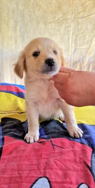 Betty sucht ein Körbchen