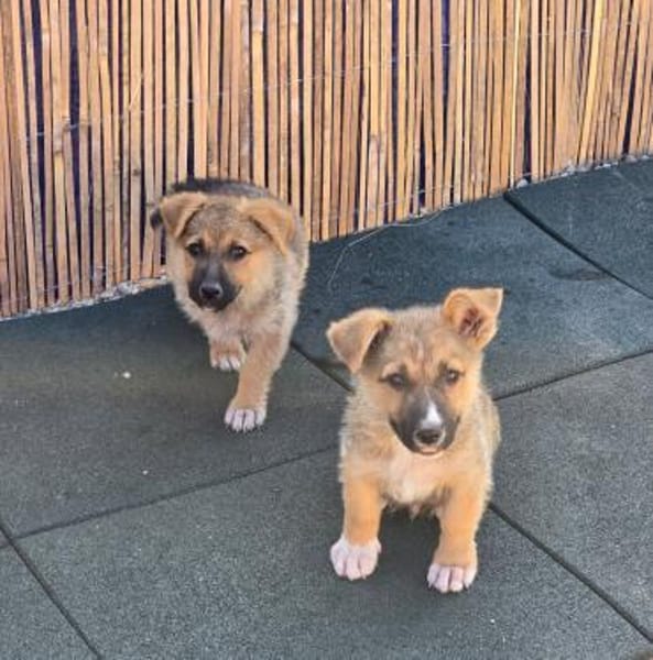 Fifi + Bondarel, Dreamteam sucht Familie