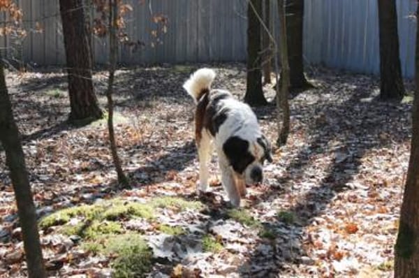 Bootsmann, Traumhund mit Handicap