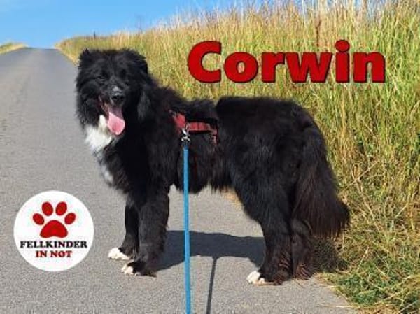 lieber Mischling Corwin sucht Zuhause