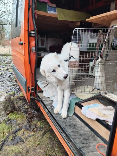 NEBBIA - fröhlich, intelligent, sozial💕
