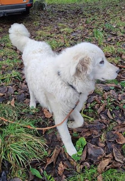 NEBBIA - fröhlich, intelligent, sozial💕