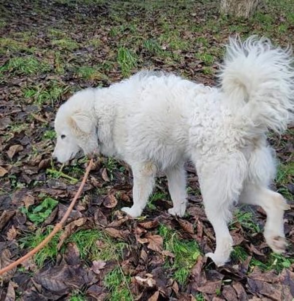 NEBBIA - fröhlich, intelligent, sozial💕