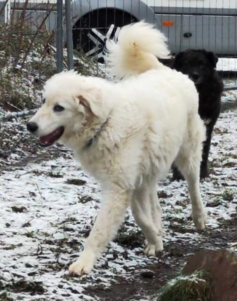 NEBBIA - fröhlich, intelligent, sozial💕