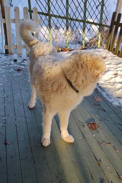 NEBBIA - fröhlich, intelligent, sozial💕