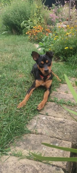 Billy sucht ein liebevolles Zuhause