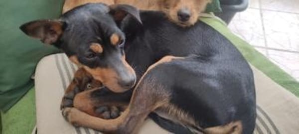 Billy sucht ein liebevolles Zuhause