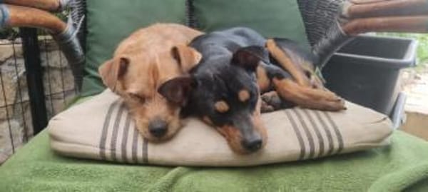 Billy sucht ein liebevolles Zuhause