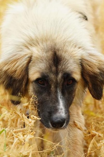 verkuschelte Tierschutzhündin Timea