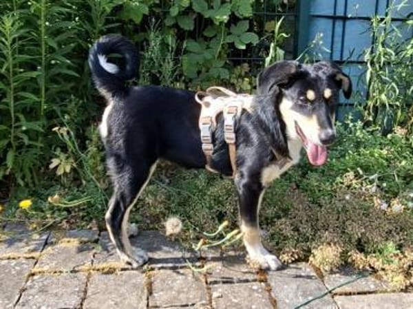 Sid - schüchtern und verschmust