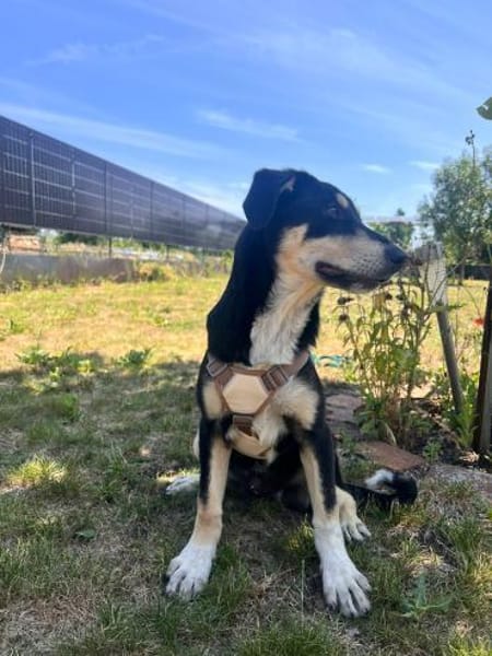 Sid - schüchtern und verschmust