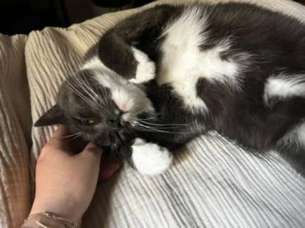PINGUIN  Hübscher Kater sucht das Glück