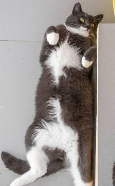 PINGUIN  Hübscher Kater sucht das Glück