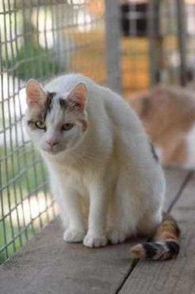 BATIDA-wunderschöne Tricolor-Katze