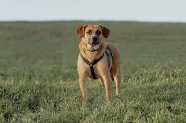 Vili-LM, Kuschelboy sucht Familie
