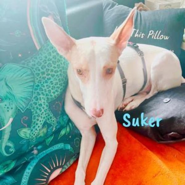 Suker wird euer Leben bereichern3/21DE