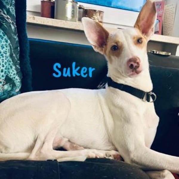 Suker wird euer Leben bereichern3/21DE