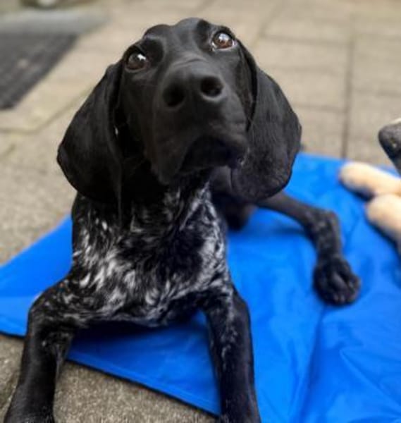 Wer schenkt unseren Lilo ein liebevolles