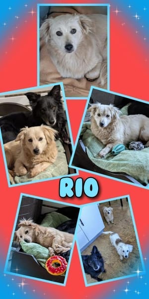Hübscher Rio wartet auf Dich!