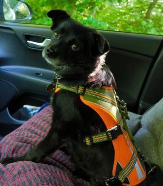 Keya sucht ein ruhiges Zuhause