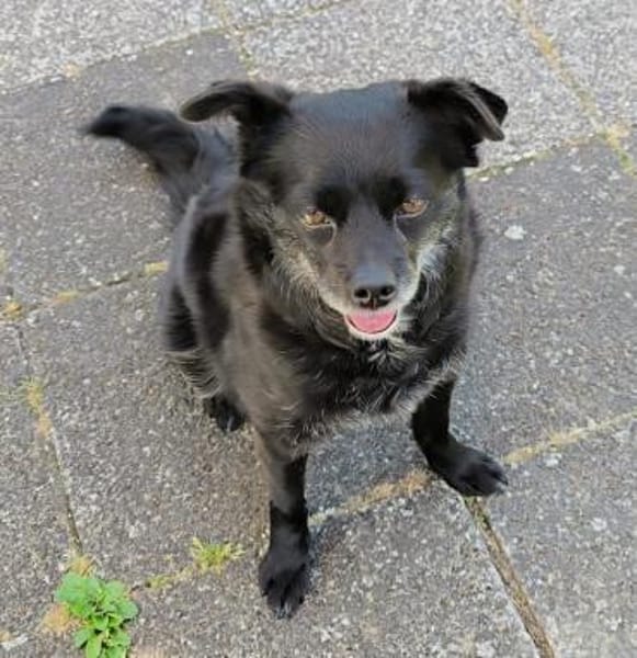 Keya sucht ein ruhiges Zuhause