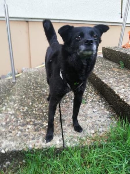 Keya sucht ein ruhiges Zuhause