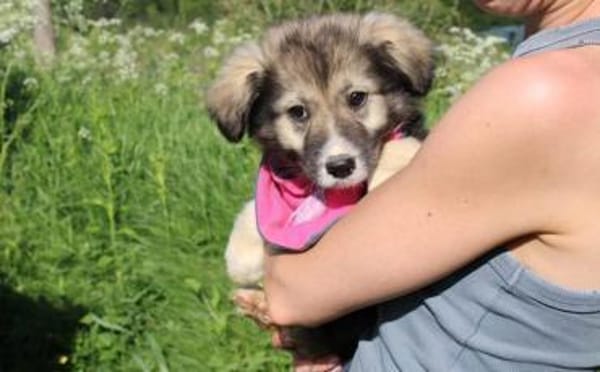 Süße Phoebe sucht neuen Wirkungskreis