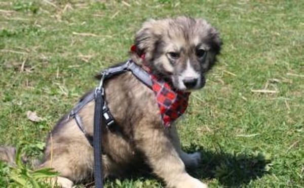 Süße Phoebe sucht neuen Wirkungskreis