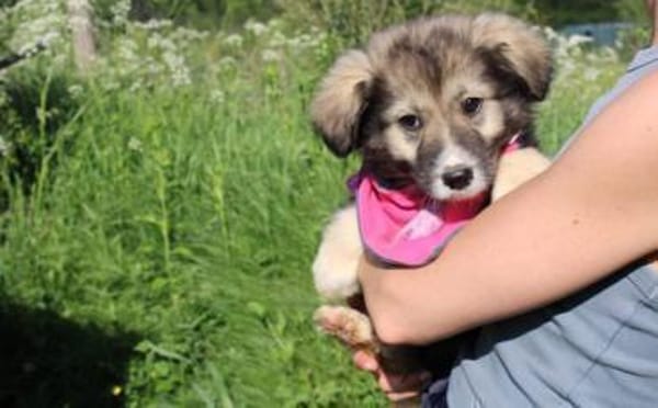 Süße Phoebe sucht neuen Wirkungskreis