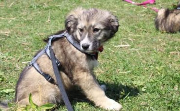 Süße Phoebe sucht neuen Wirkungskreis