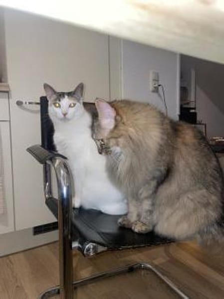 Bella & Olivia -Freundliche Katzenladys
