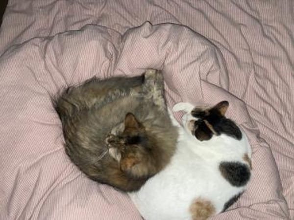 Bella & Olivia -Freundliche Katzenladys