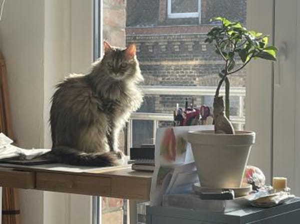 Bella & Olivia -Freundliche Katzenladys